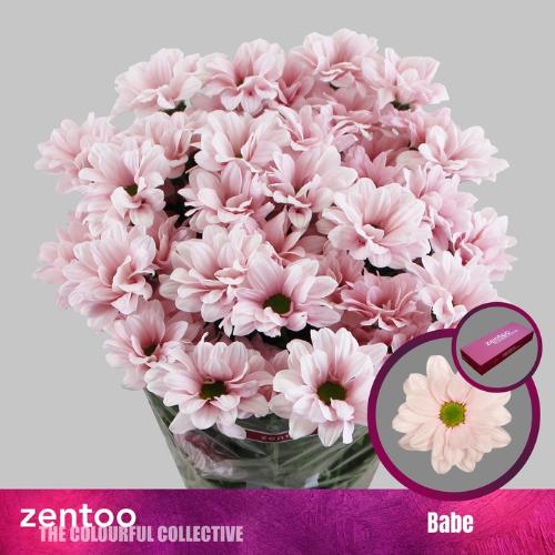 Chrysanthemum (Indicum Grp) tros Babe