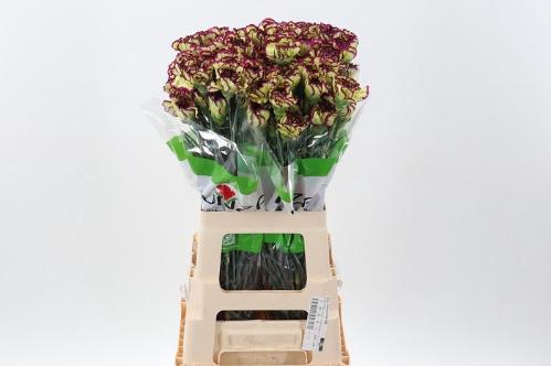 Dianthus standaard overig