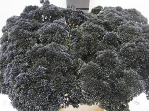 Sedum spectabile kleurbehandeld H%
