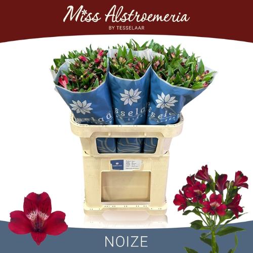 Alstroemeria Noize