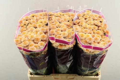 Chrysanthemum (Indicum Grp) tros santini Miller Apricot