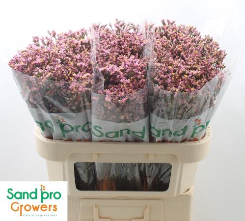 Limonium sinensis Blush Diamond