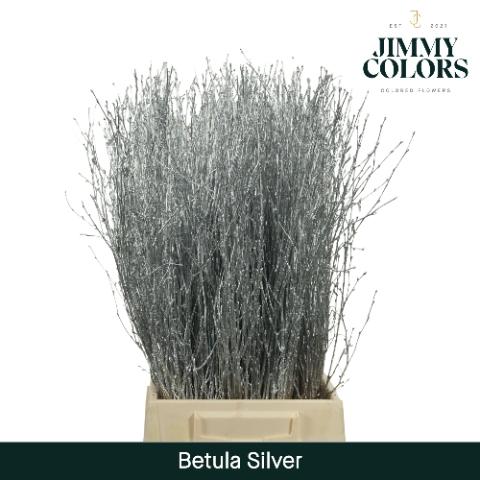 Betula kleurbehandeld H%