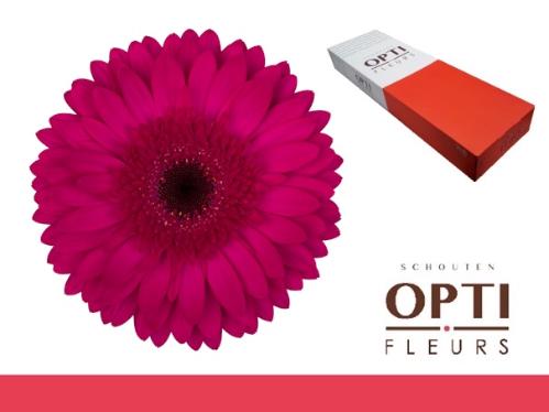 Gerbera grootbloemig Martini