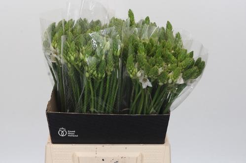 Ornithogalum thyrsoides 'Mount Fuji'