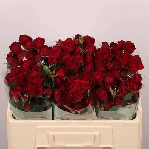 Rosa tros Red Trendsetter