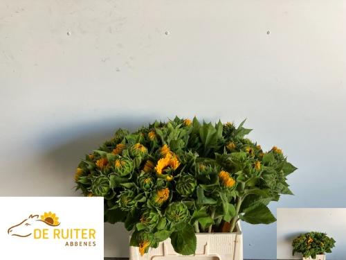 Helianthus annuus 'Sunrich Orange'