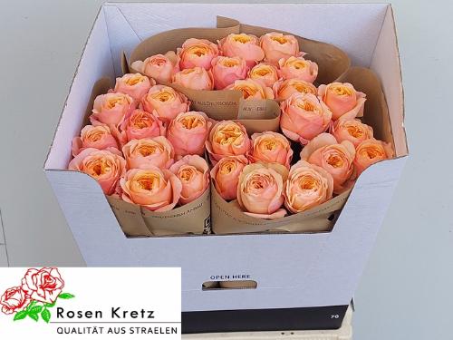 Rosa grootbloemig Dorset!
