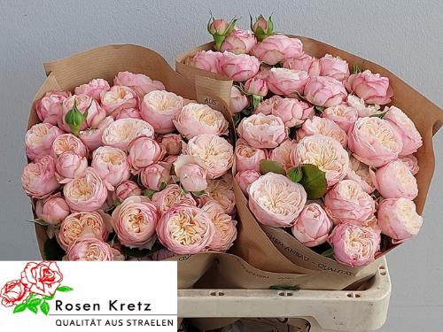 Rosa tros Royal Blush