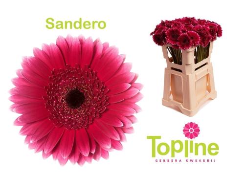 Gerbera mini 'Sandero'