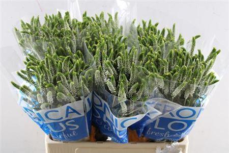 Veronica 'Caya'