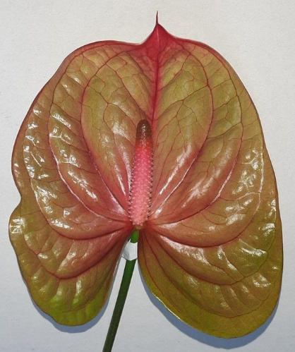 Anthurium (Andreanum Grp) Licosa