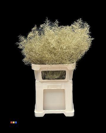 Limonium overig kleurbehandeld H%