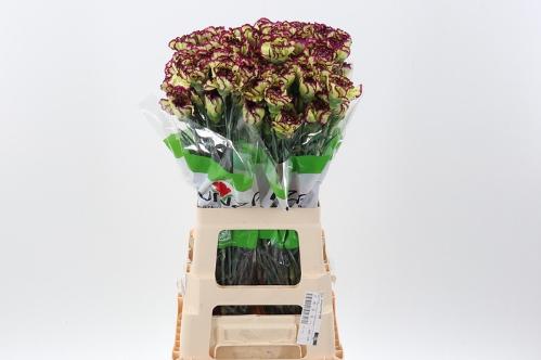 Dianthus standaard overig