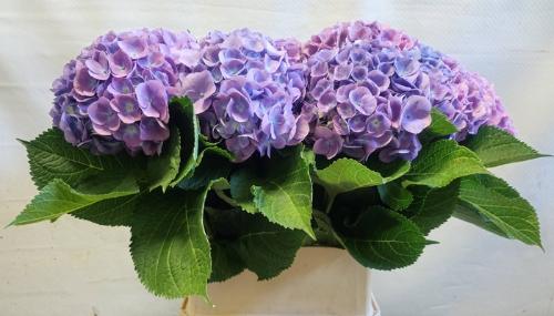 Hydrangea macrophylla 'Bodensee' (blauw)