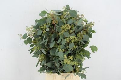 Eucalyptus per bos overig blad