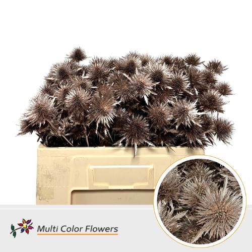 Eryngium alpinum kleurbehandeld H%