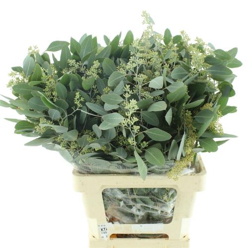 Eucalyptus per bos polyanthemos (fruit)