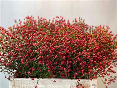 Rosa Magical Red Cascade