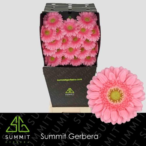 Gerbera mini Juna