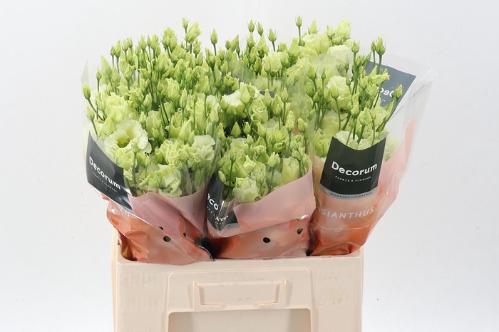 Eustoma russellianum gevuldbloemig 'Alissa Green'