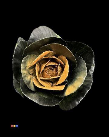 Brassica oleracea kleurbehandeld H%