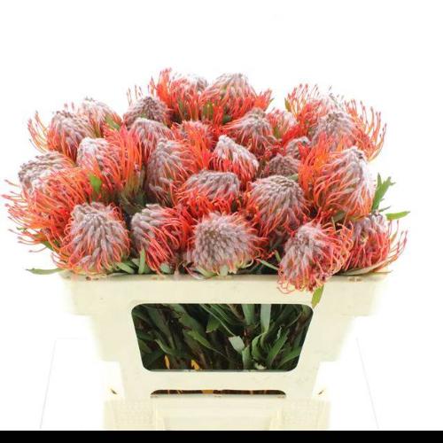 Leucospermum cordifolium 'Tango'