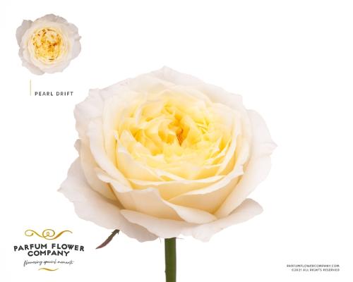 Rosa grootbloemig Pearl Drift