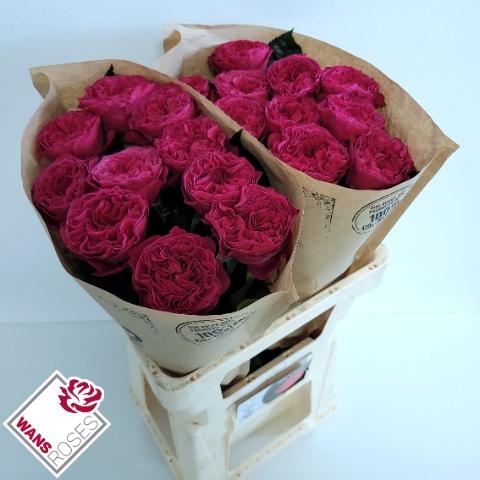 Rosa grootbloemig Pink 'N Pretty