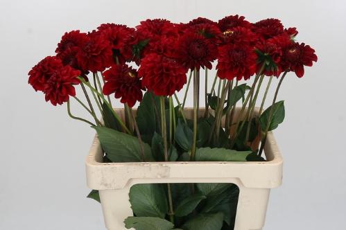 Dahlia 'Red Fox'