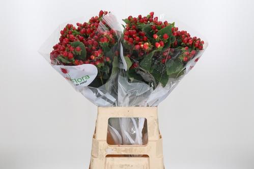 Hypericum inodorum Magical Triumph