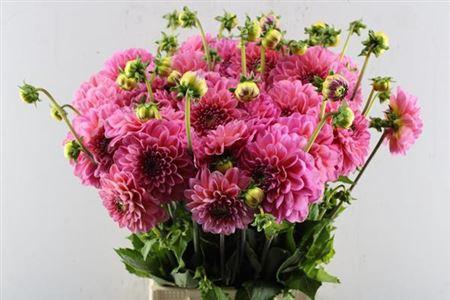 Dahlia Decor Grp 'Pink Runner'