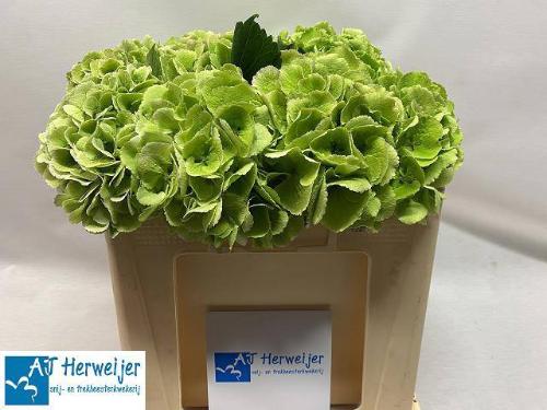 Hydrangea macrophylla Royal Princess (classic)