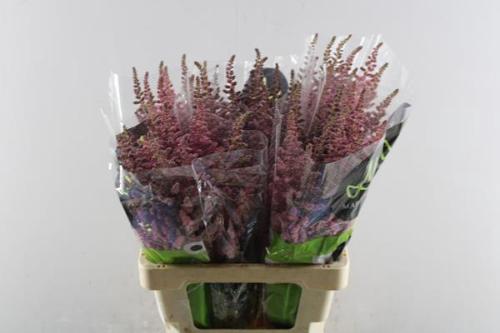 Astilbe chinensis 'Vision in Pink'