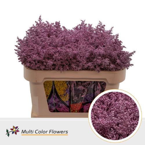 Solidago kleurbehandeld H%