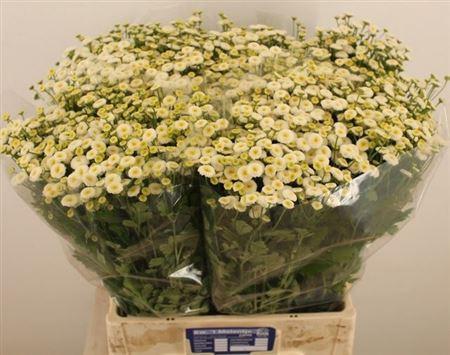 Tanacetum parthenium 'Rio'