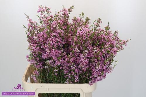 Chamelaucium uncinatum 'Kerryn'
