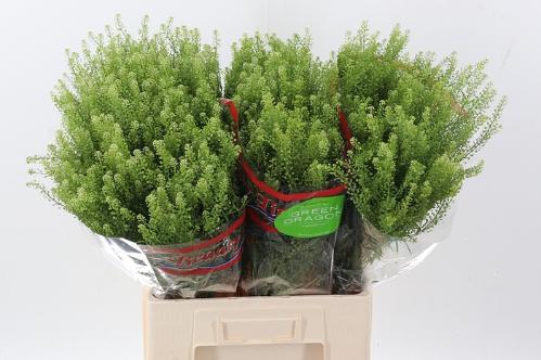 Lepidium virginicum Green Dragon
