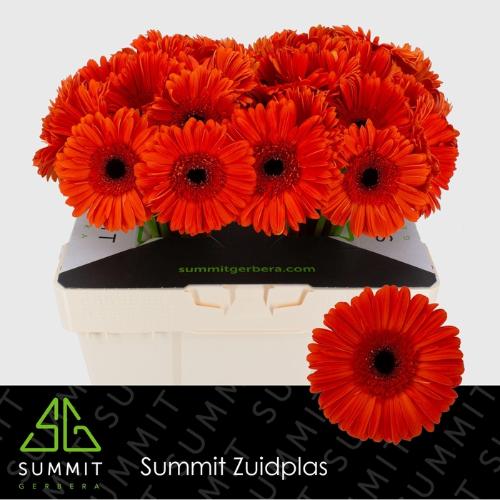 Gerbera grootbloemig 'Capella'