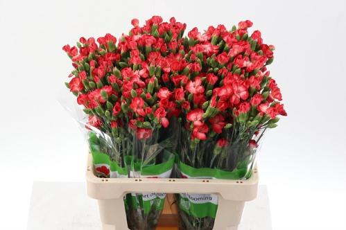 Dianthus Solomio Clif