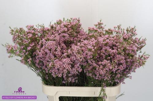Chamelaucium uncinatum 'Wendy Rose'