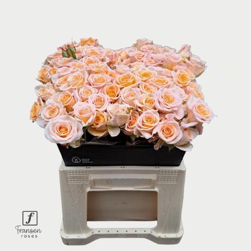 Rosa tros Morning Star