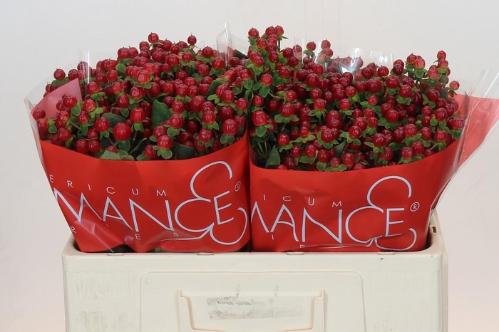 Hypericum androsaemum Red Light Romance