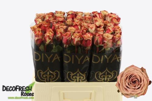 Rosa grootbloemig Cappuccino