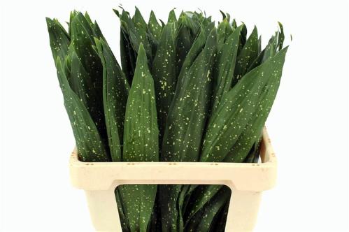 Aspidistra elatior overig