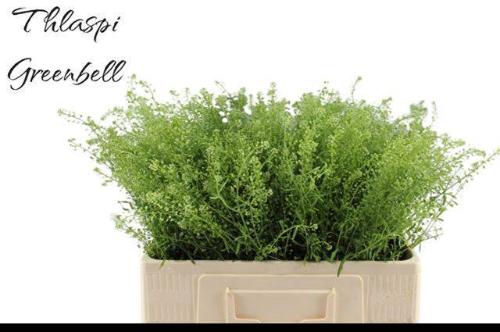 Thlaspi Green Bell