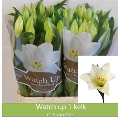 Lilium longiflorum 'Watch Up'