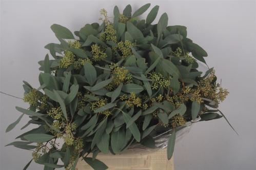 Eucalyptus per bos polyanthemos (fruit)
