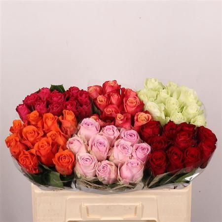 Rosa grootbloemig gemengd in fust