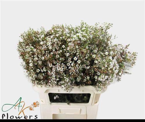 Chamelaucium uncinatum 'Dor'